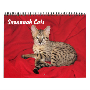 Serval Savannah Cat Calendar