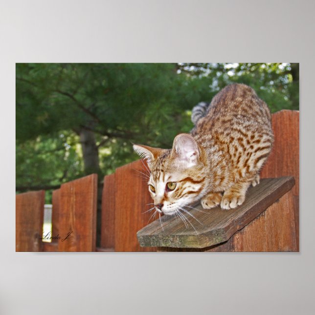 Serval Savannah Kitten USA Canvas Print (Front)