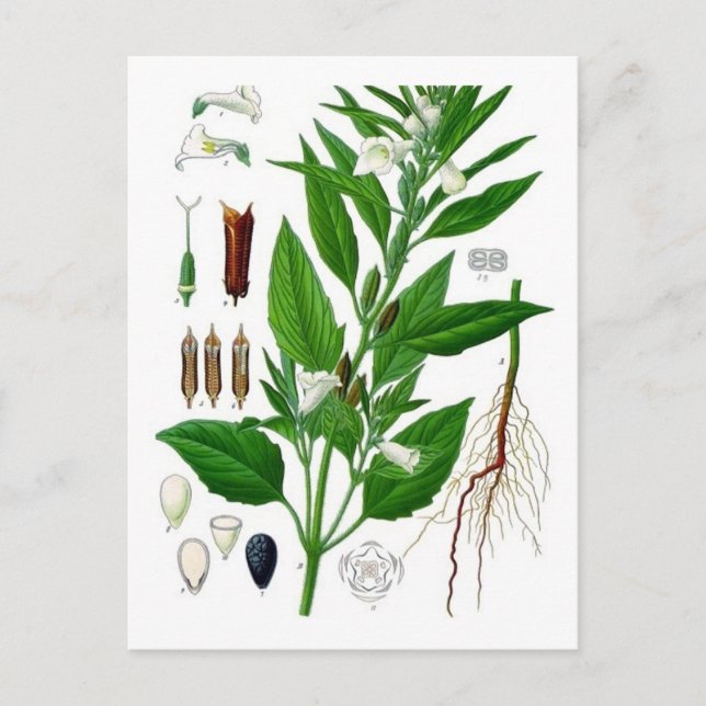 Sesame Postcard (Front)