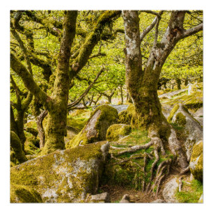 Sessile oaks and moss in Wistman's Wood Poster