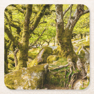 Sessile oaks and moss in Wistman's Wood Square Paper Coaster