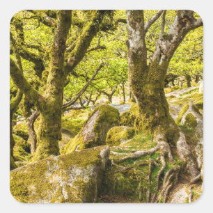 Sessile oaks and moss in Wistman's Wood Square Sticker