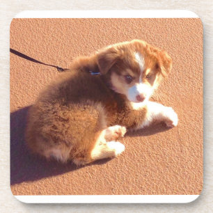 Set of 6 coasters with  photo Australian shepherd 