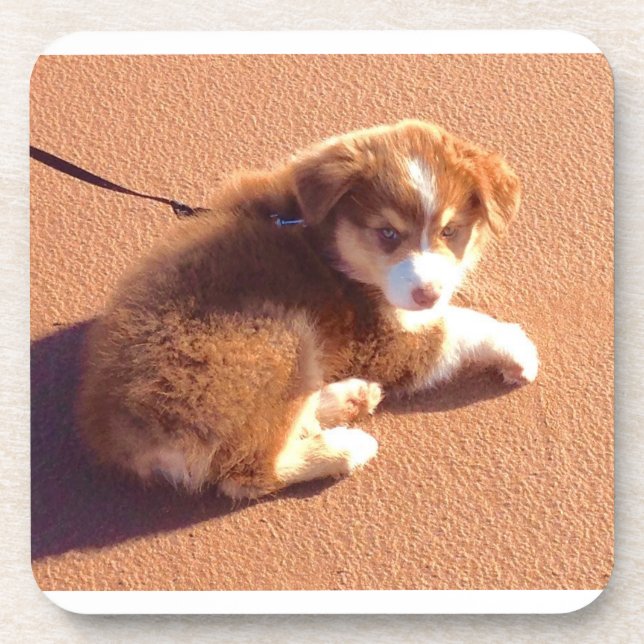 Set of 6 coasters with  photo Australian shepherd  (Front)