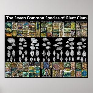 Seven Common Species of Giant Clam Poster (Large)