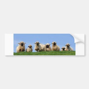 seven curious rasta sheep bumper sticker