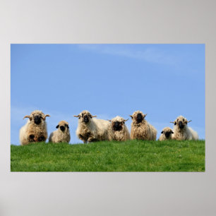 seven curious rasta sheep poster