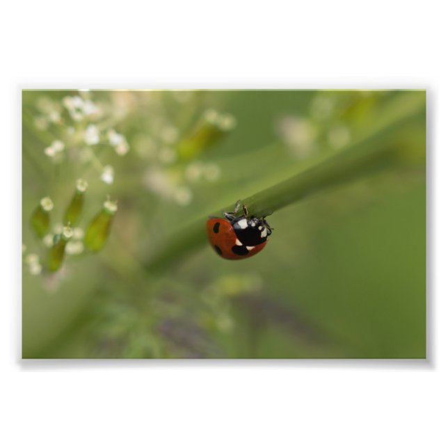 Seven-spot Ladybird Photo Print (Front)