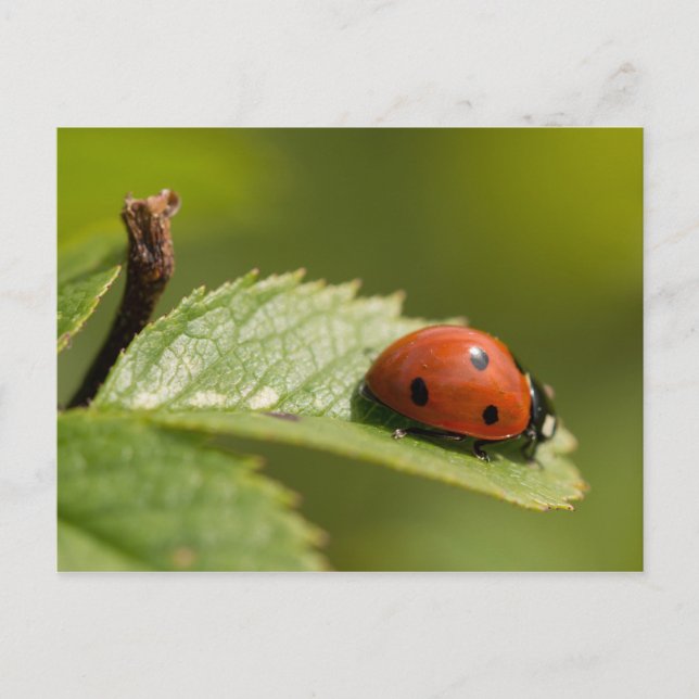 Seven-spot Ladybird Postcard (Front)