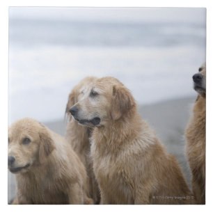 Several Golden retrievers sitting on beach Ceramic Tile