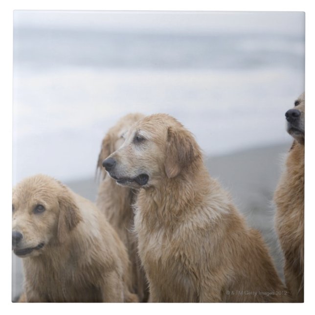 Several Golden retrievers sitting on beach Ceramic Tile (Front)