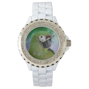 Severe Macaw Parrot Animal Watch