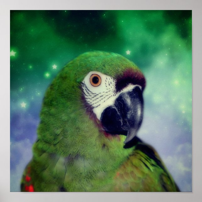 Severe Macaw Parrot Close Up Poster (Front)