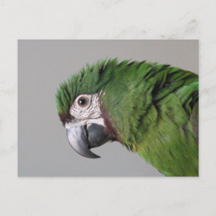 Severe Macaw Postcard