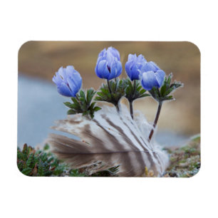 Seward Peninsula, Alaska, Arctic Wildflowers Magnet