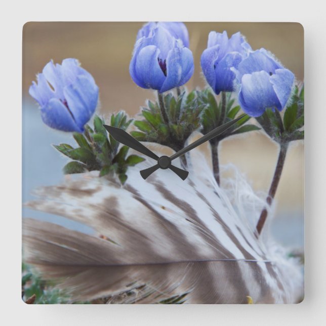 Seward Peninsula, Alaska, Arctic Wildflowers Square Wall Clock (Front)
