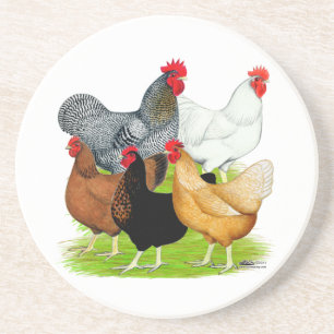 Sex-linked Chickens Quintet Coaster