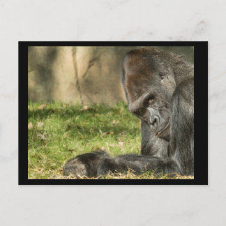 Sexy Silverback Gorilla Postcard