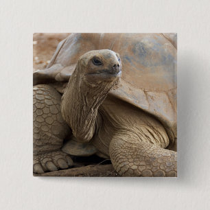 Seychelle Aldabran land tortoise 15 Cm Square Badge