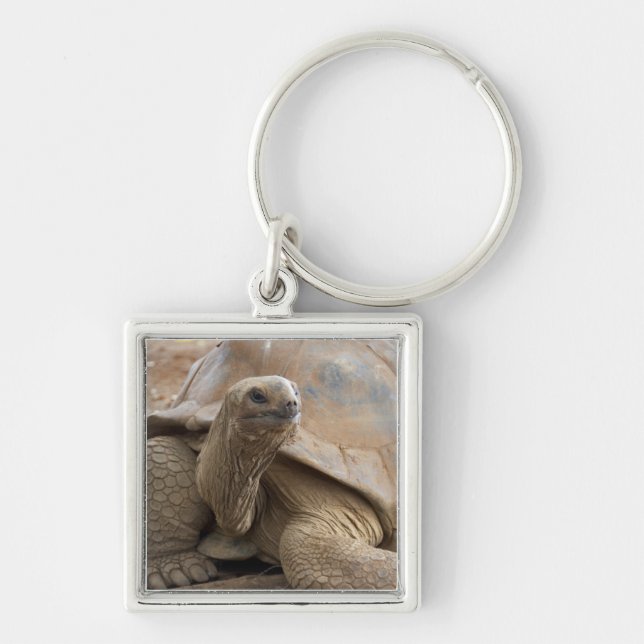 Seychelle Aldabran land tortoise Key Ring (Front)