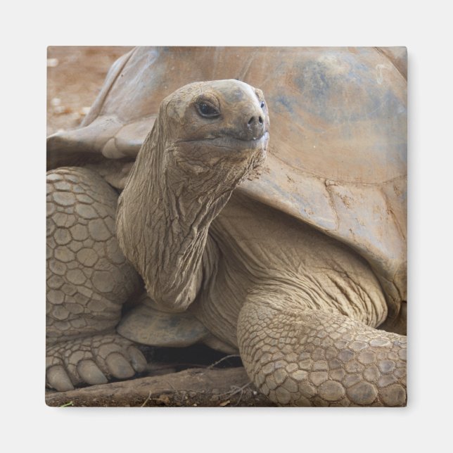 Seychelle Aldabran land tortoise Magnet (Front)