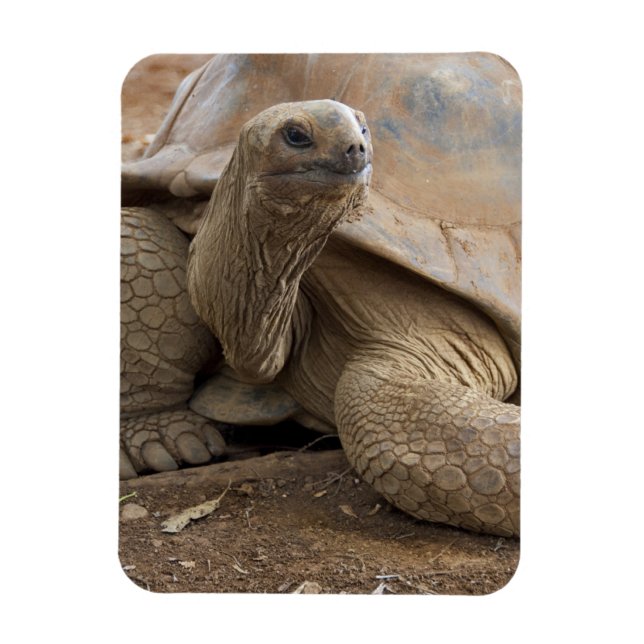 Seychelle Aldabran land tortoise Magnet (Vertical)