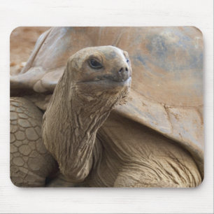 Seychelle Aldabran land tortoise Mouse Pad