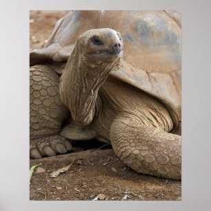 Seychelle Aldabran land tortoise Poster