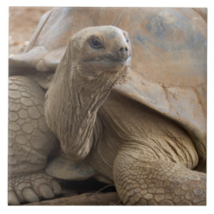 Seychelle Aldabran land tortoise Tile