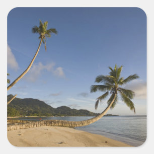 Seychelles, Mahe Island, horizontal palm, Square Sticker
