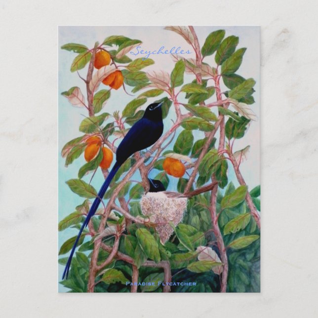 Seychelles Paradise Flycatcher Postcard (Front)