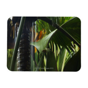 Seychelles, Praslin, Vallee de Mai, Heavy Rain Magnet