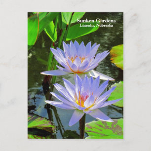 SG Pair of BLUE water lilies #100 00100 Postcard