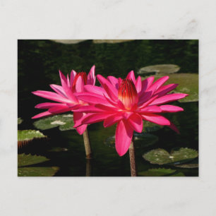 SG Pink H2O Lilies Lincoln, NE 2 Postcard