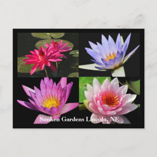 SG Waterlily Collage Postcard #6Nw  600