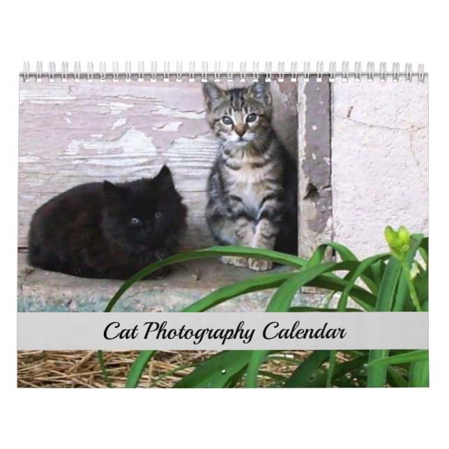 Sgolis Original Cat Photography Calendar (Cover)