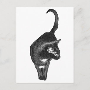 Shaded Feline Cheers Postcard
