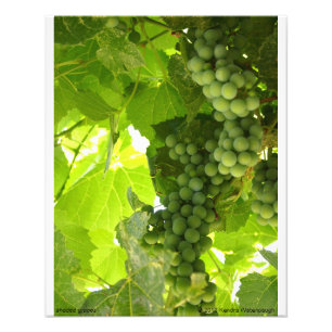 Shaded Grapes Photograph