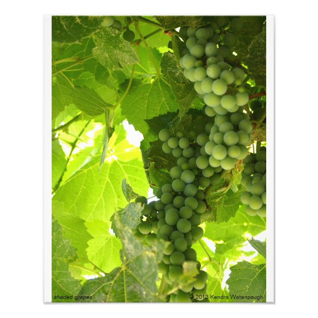 Shaded Grapes Photograph (Front)