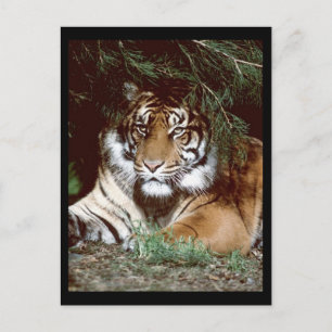 Shaded Tiger Postcard