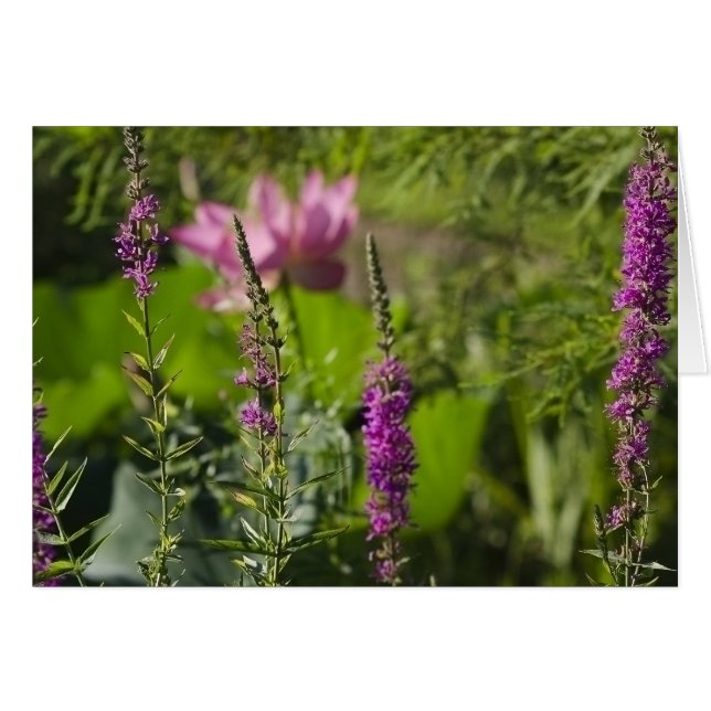 Shades of Pink and Purple (Front Horizontal)