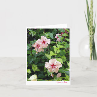 Shades of Pink note card