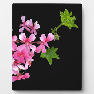 shades of pink on black plaque