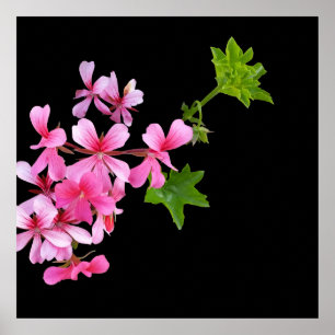 shades of pink on black poster