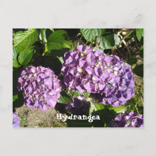 Shades of Purple Hydrangea Postcard