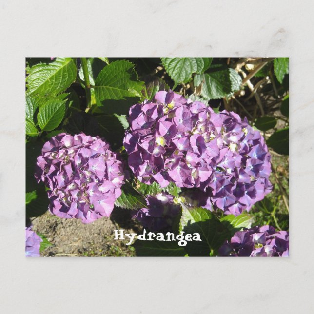Shades of Purple Hydrangea Postcard (Front)