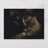 Shadow Cat Art Photography Green Eyes Kitty