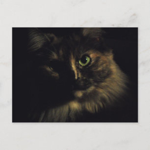 Shadow Cat Art Photography Green Eyes Kitty Postcard