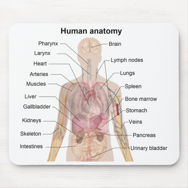 Shadow Diagram of the Human Anatomy Mouse Pad (Front)