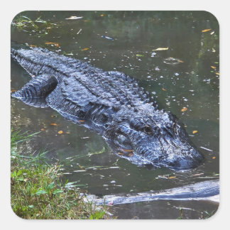 Shadow in the Shallows Square Sticker